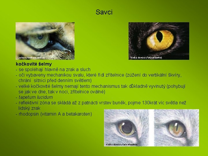 Savci Levhart (Panthera pardus) Kočka domácí (Felis silvestris) kočkovité šelmy - se spoléhají hlavně