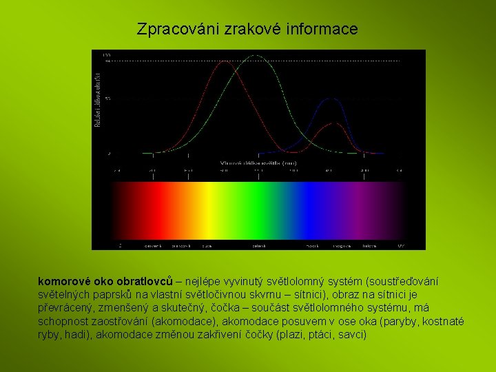 Zpracováni zrakové informace komorové oko obratlovců – nejlépe vyvinutý světlolomný systém (soustřeďování světelných paprsků