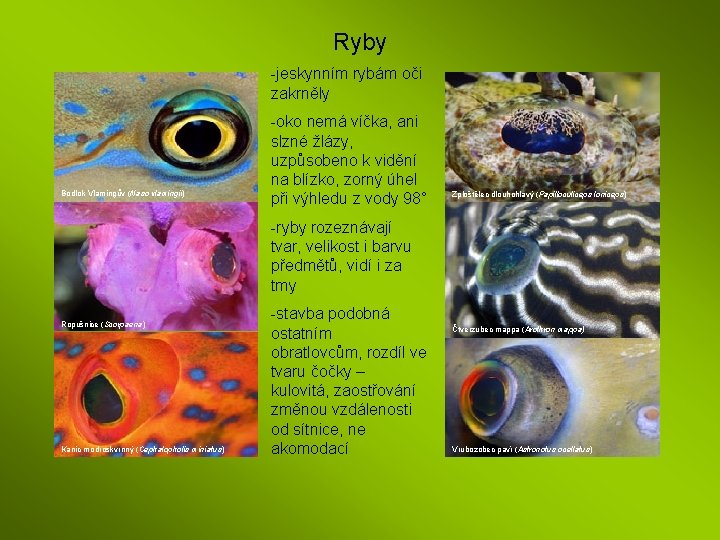 Ryby -jeskynním rybám oči zakrněly Bodlok Vlamingův (Naso vlamingii) -oko nemá víčka, ani slzné