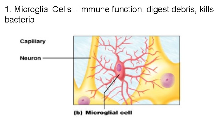 1. Microglial Cells - Immune function; digest debris, kills bacteria 