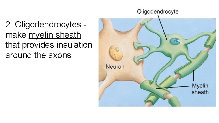 2. Oligodendrocytes - make myelin sheath that provides insulation around the axons 