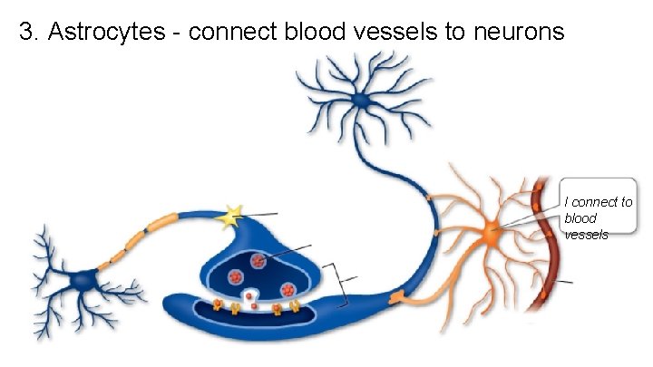 3. Astrocytes - connect blood vessels to neurons I connect to blood vessels 