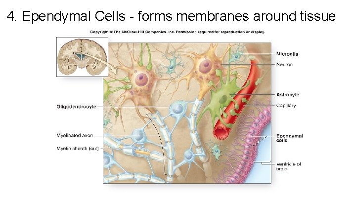 4. Ependymal Cells - forms membranes around tissue 