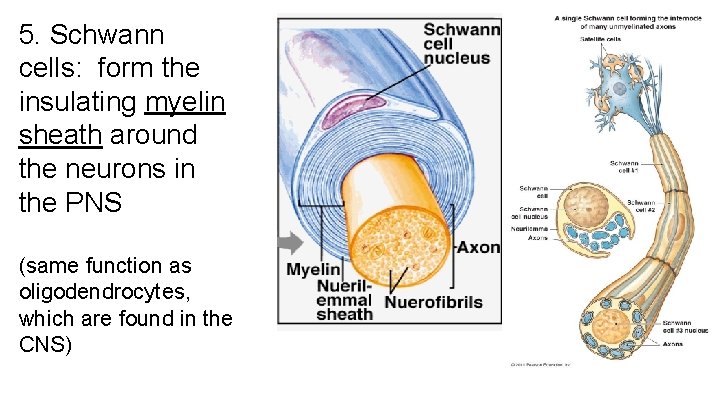 5. Schwann cells: form the insulating myelin sheath around the neurons in the PNS