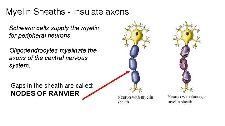 Myelin Sheaths - insulate axons Schwann cells supply the myelin for peripheral neurons. Oligodendrocytes