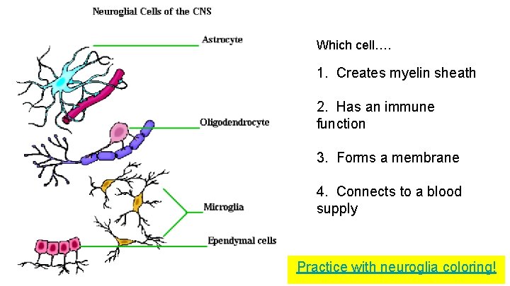 Which cell…. 1. Creates myelin sheath 2. Has an immune function 3. Forms a