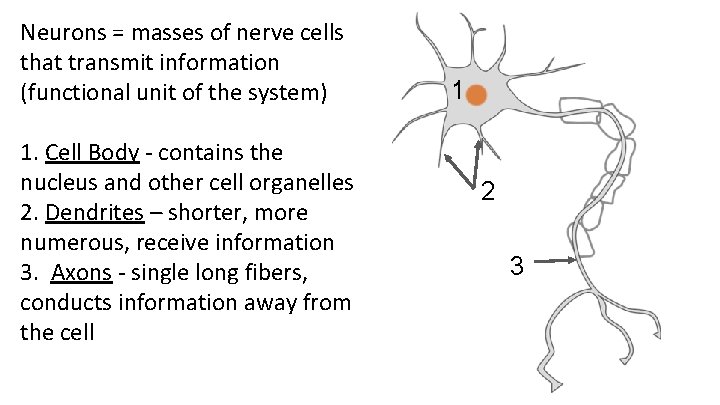 Neurons = masses of nerve cells that transmit information (functional unit of the system)