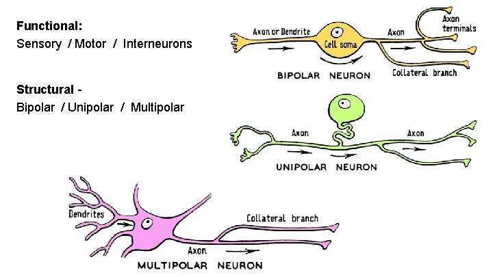 Functional: Sensory / Motor / Interneurons Structural - Bipolar / Unipolar / Multipolar 