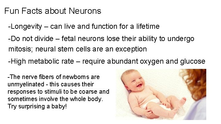 Fun Facts about Neurons -Longevity – can live and function for a lifetime -Do