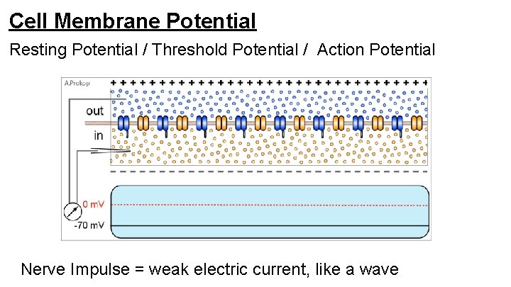 Cell Membrane Potential Resting Potential / Threshold Potential / Action Potential Nerve Impulse =