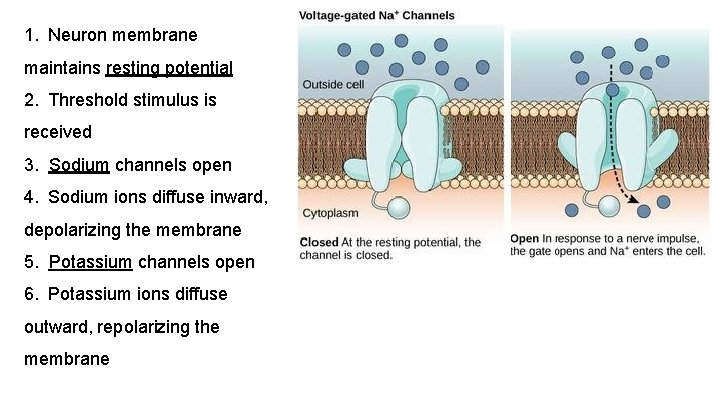 1. Neuron membrane maintains resting potential 2. Threshold stimulus is received 3. Sodium channels