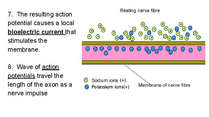 7. The resulting action potential causes a local bioelectric current that stimulates the membrane.