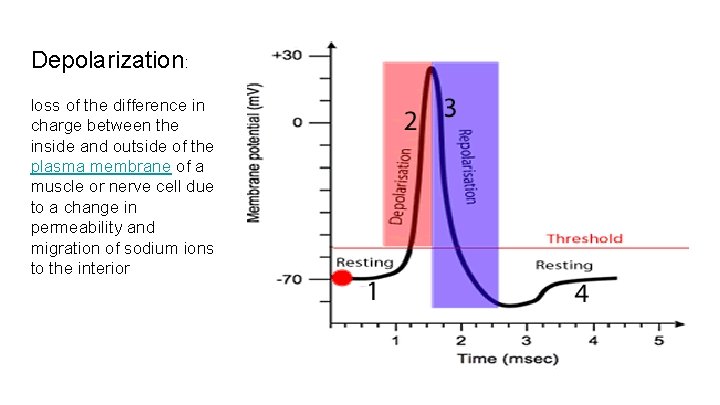 Depolarization: loss of the difference in charge between the inside and outside of the