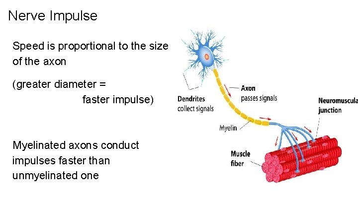 Nerve Impulse Speed is proportional to the size of the axon (greater diameter =