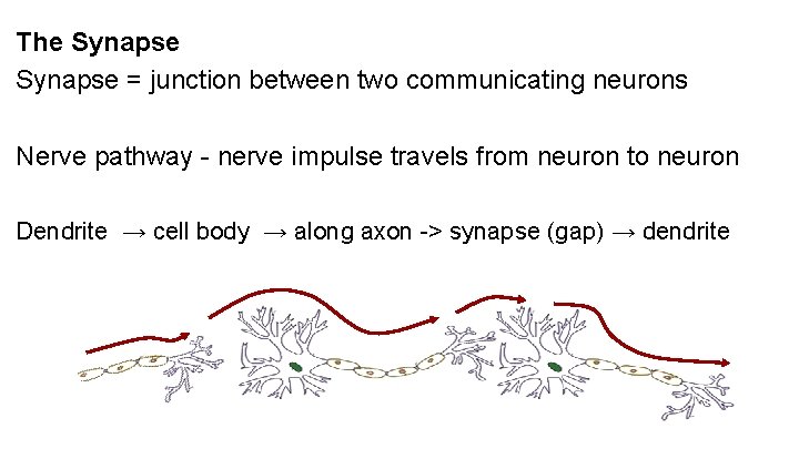 The Synapse = junction between two communicating neurons Nerve pathway - nerve impulse travels