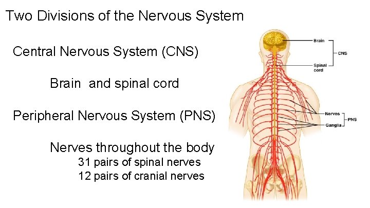 Two Divisions of the Nervous System Central Nervous System (CNS) Brain and spinal cord