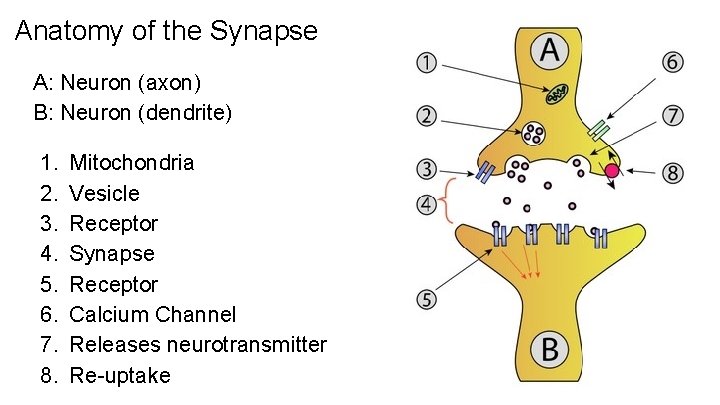 Anatomy of the Synapse A: Neuron (axon) B: Neuron (dendrite) 1. 2. 3. 4.