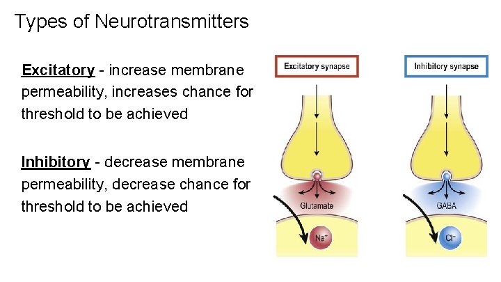 Types of Neurotransmitters Excitatory - increase membrane permeability, increases chance for threshold to be