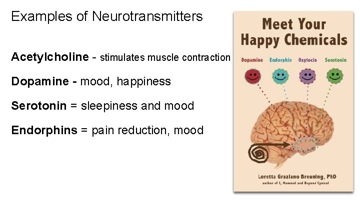 Examples of Neurotransmitters Acetylcholine - stimulates muscle contraction Dopamine - mood, happiness Serotonin =