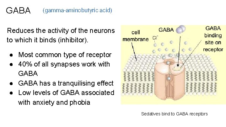 GABA (gamma-aminobutyric acid) Reduces the activity of the neurons to which it binds (inhibitor).