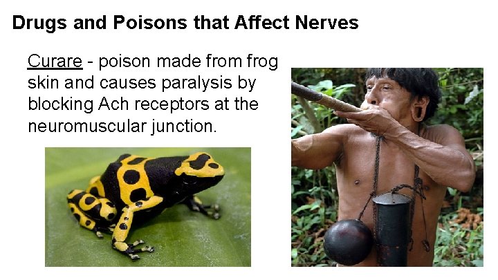 Drugs and Poisons that Affect Nerves Curare - poison made from frog skin and