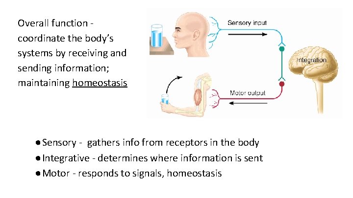 Overall function - coordinate the body’s systems by receiving and sending information; maintaining homeostasis