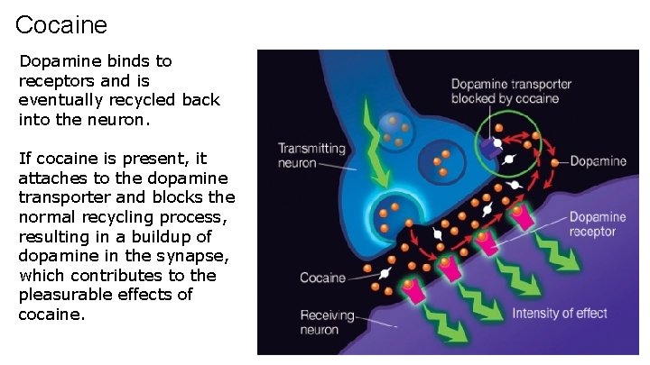 Cocaine Dopamine binds to receptors and is eventually recycled back into the neuron. If
