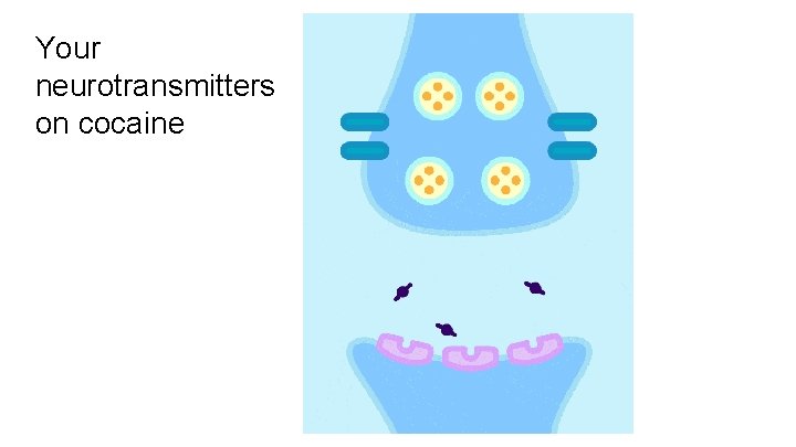 Your neurotransmitters on cocaine 