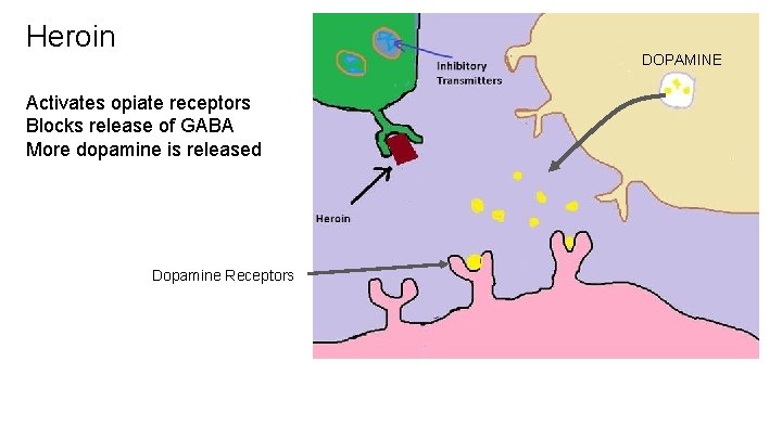 Heroin DOPAMINE Activates opiate receptors Blocks release of GABA More dopamine is released Dopamine