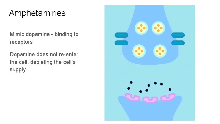 Amphetamines Mimic dopamine - binding to receptors Dopamine does not re-enter the cell, depleting