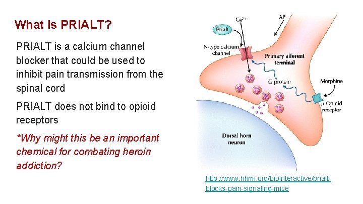 What Is PRIALT? PRIALT is a calcium channel blocker that could be used to