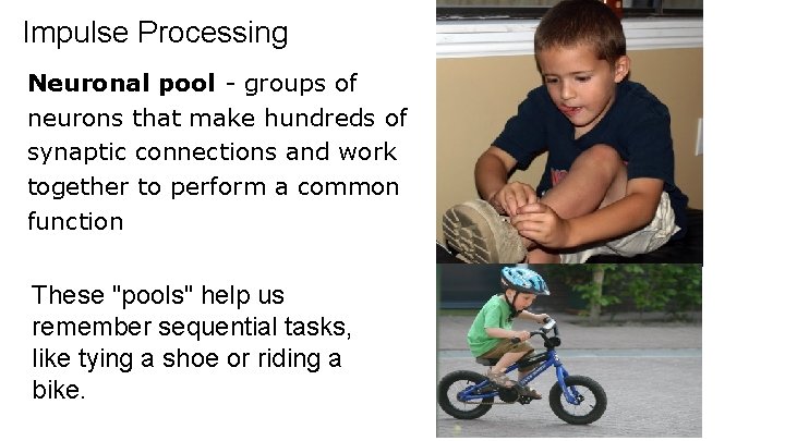 Impulse Processing Neuronal pool - groups of neurons that make hundreds of synaptic connections