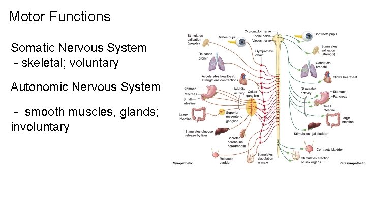 Motor Functions Somatic Nervous System - skeletal; voluntary Autonomic Nervous System - smooth muscles,