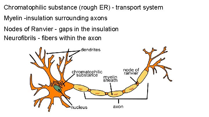 Chromatophilic substance (rough ER) - transport system Myelin -insulation surrounding axons Nodes of Ranvier