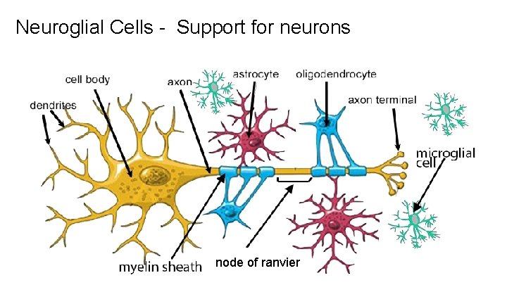 Neuroglial Cells - Support for neurons node of ranvier 