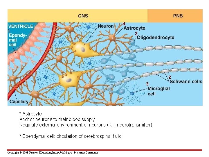 * Astrocyte Anchor neurons to their blood supply Regulate external environment of neurons (K+,