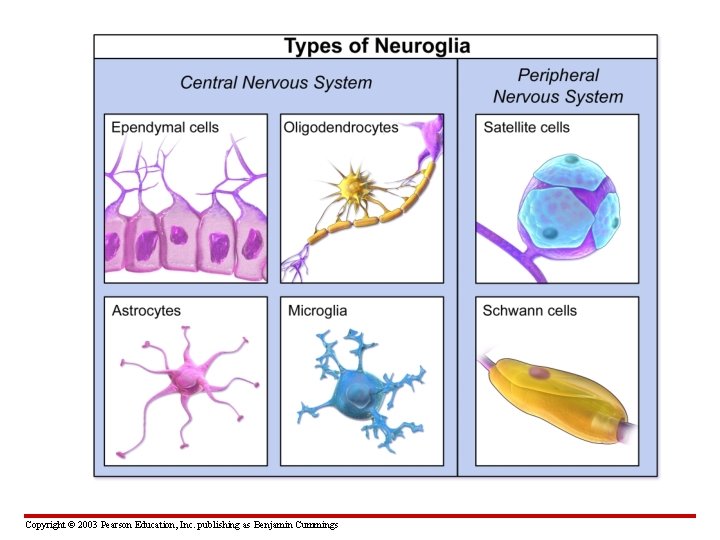 Copyright © 2003 Pearson Education, Inc. publishing as Benjamin Cummings 