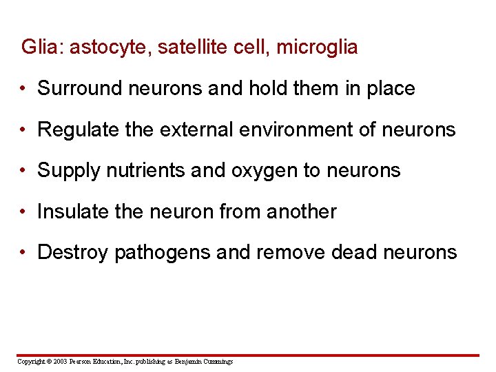 Glia: astocyte, satellite cell, microglia • Surround neurons and hold them in place •