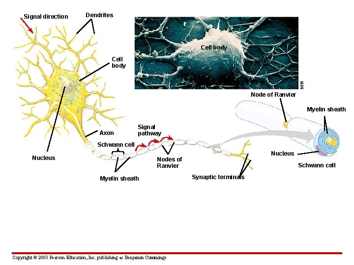 Signal direction Dendrites Cell body Node of Ranvier Myelin sheath Axon Signal pathway Schwann