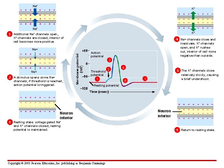 Na+ K+ 3 Additional Na+ channels open, K+ channels are closed; interior of cell
