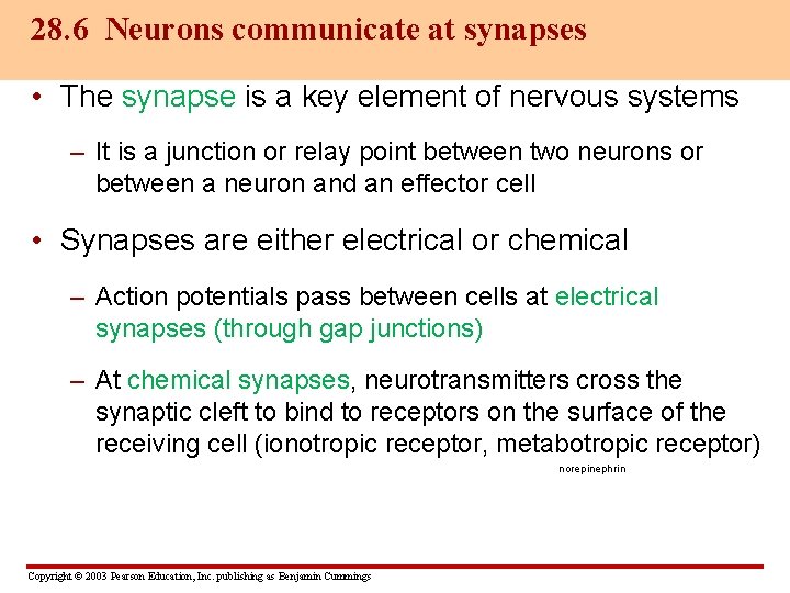 28. 6 Neurons communicate at synapses • The synapse is a key element of