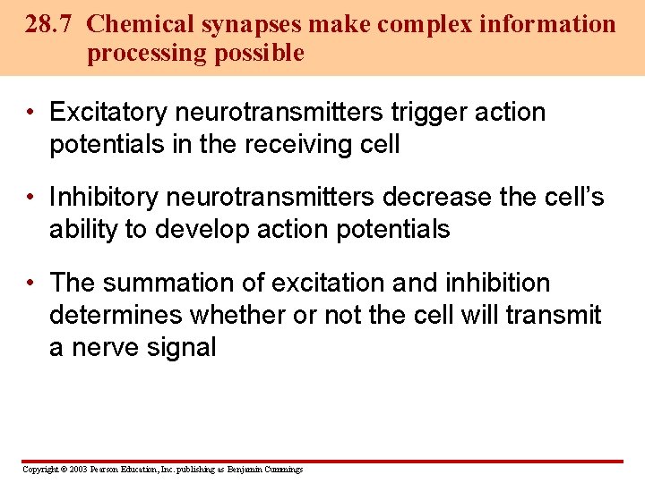 28. 7 Chemical synapses make complex information processing possible • Excitatory neurotransmitters trigger action