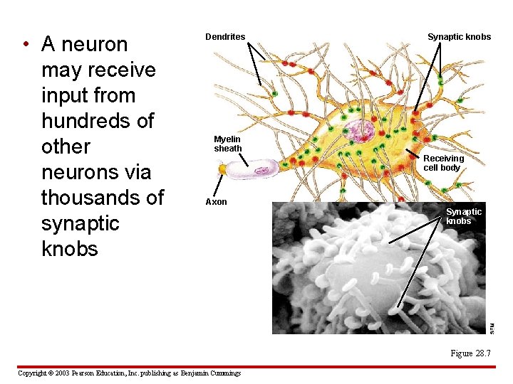  • A neuron may receive input from hundreds of other neurons via thousands