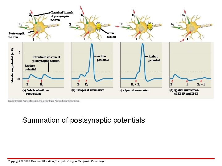 Terminal branch of presynaptic neuron E 2 E 1 E 2 Membrane potential (m.