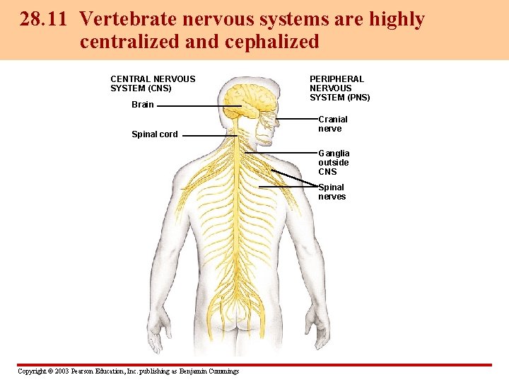 28. 11 Vertebrate nervous systems are highly centralized and cephalized CENTRAL NERVOUS SYSTEM (CNS)