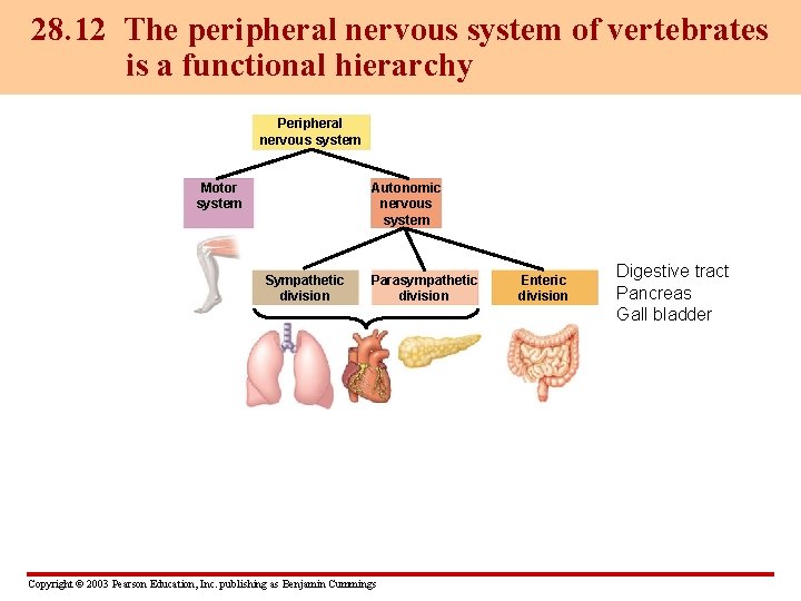 28. 12 The peripheral nervous system of vertebrates is a functional hierarchy Peripheral nervous