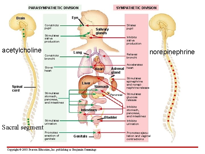 PARASYMPATHETIC DIVISION Eye Brain Constricts pupil Stimulates saliva production acetylcholine Constricts bronchi Inhibits saliva