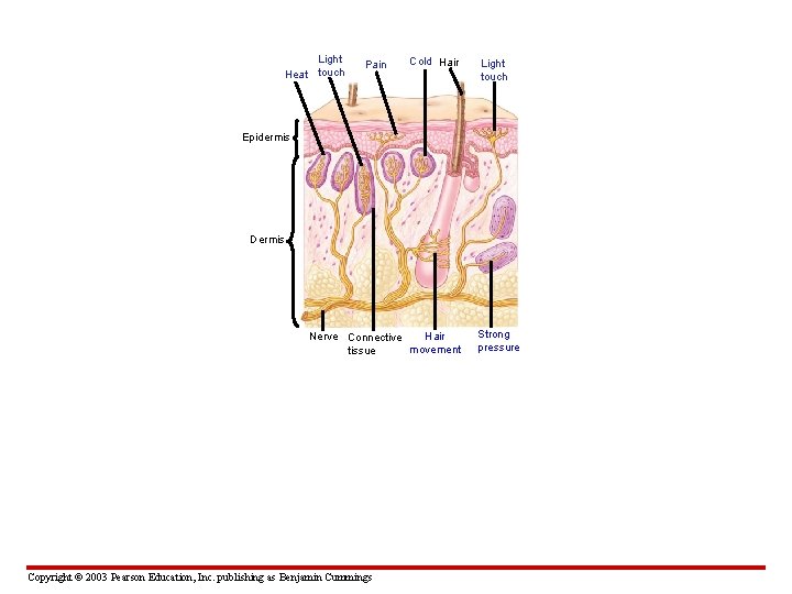 Light Heat touch Pain Cold Hair Light touch Epidermis Dermis Hair Nerve Connective movement