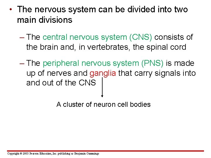  • The nervous system can be divided into two main divisions – The