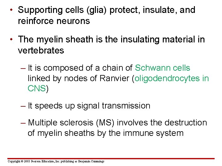  • Supporting cells (glia) protect, insulate, and reinforce neurons • The myelin sheath